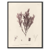 British Seaweeds 105 