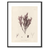 British Seaweeds 105 