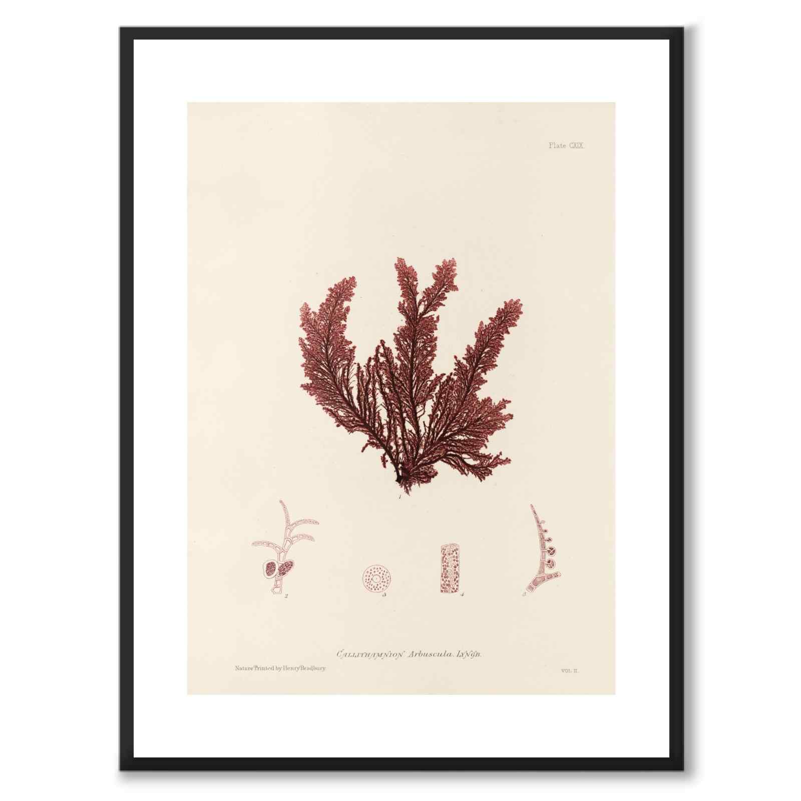 British Seaweeds 119 