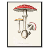 Amanita Muscaria