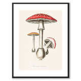 Amanita Muscaria