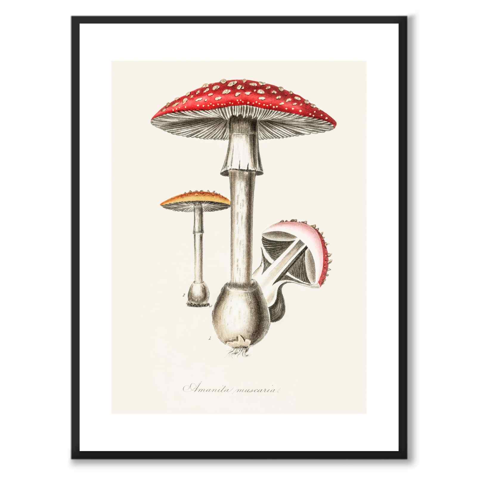 Amanita muscaria