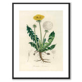 Leontodon taraxacum