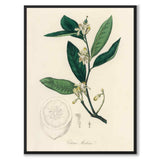 Citrus medica