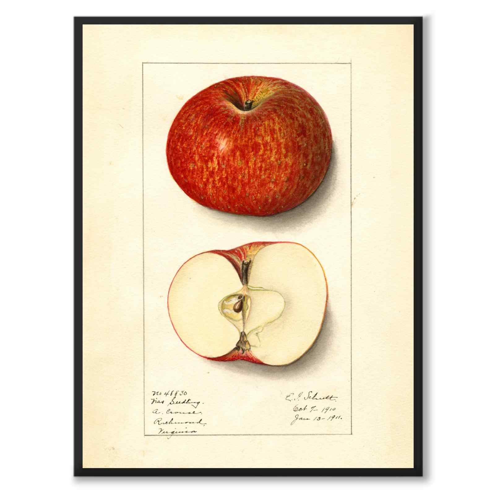 Plants and Roots & Apple 