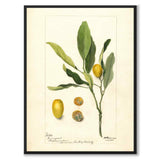 Kumquat 