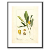 Kumquat 