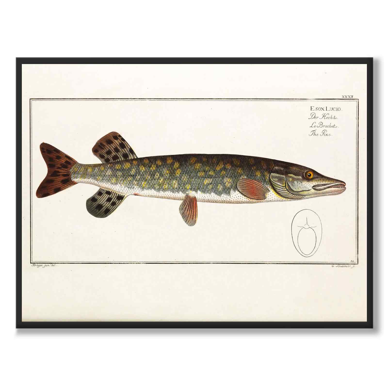 Pike & Perch 