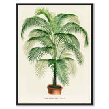Cocos Weddelliana