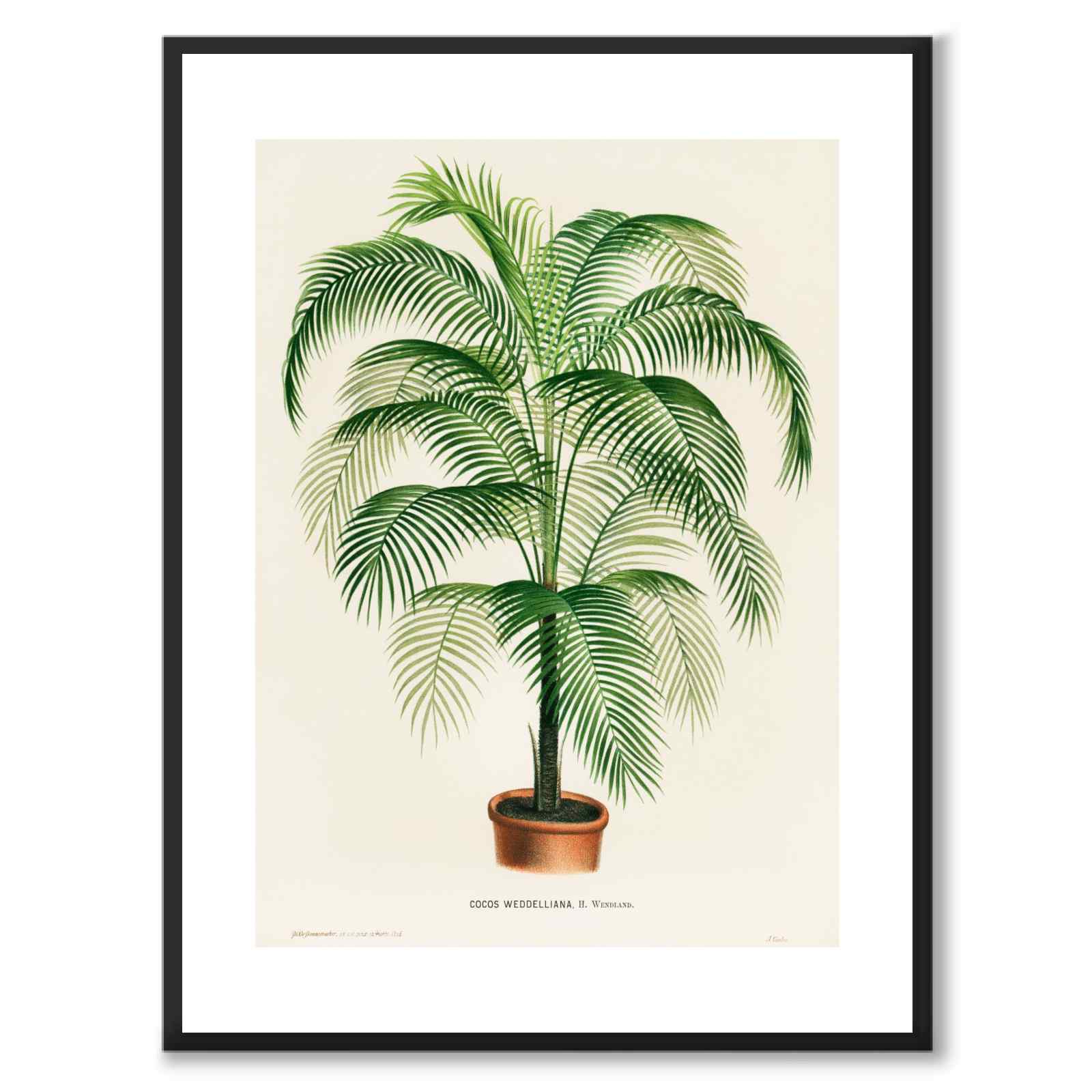 Cocos Weddelliana 