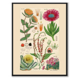 Flora Universalis