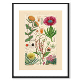 Flora Universalis