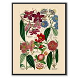 Flora Universalis
