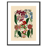 Flora Universalis