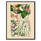 Flora Universalis