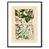 Flora Universalis