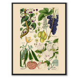 Flora Universalis