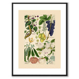 Flora Universalis