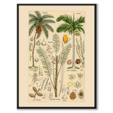 Flora Universalis