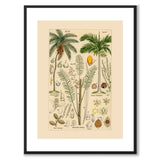 Flora Universalis