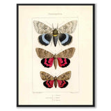 Papillons d'Europe