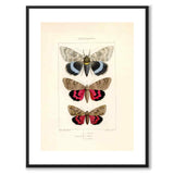 Papillons d'Europe
