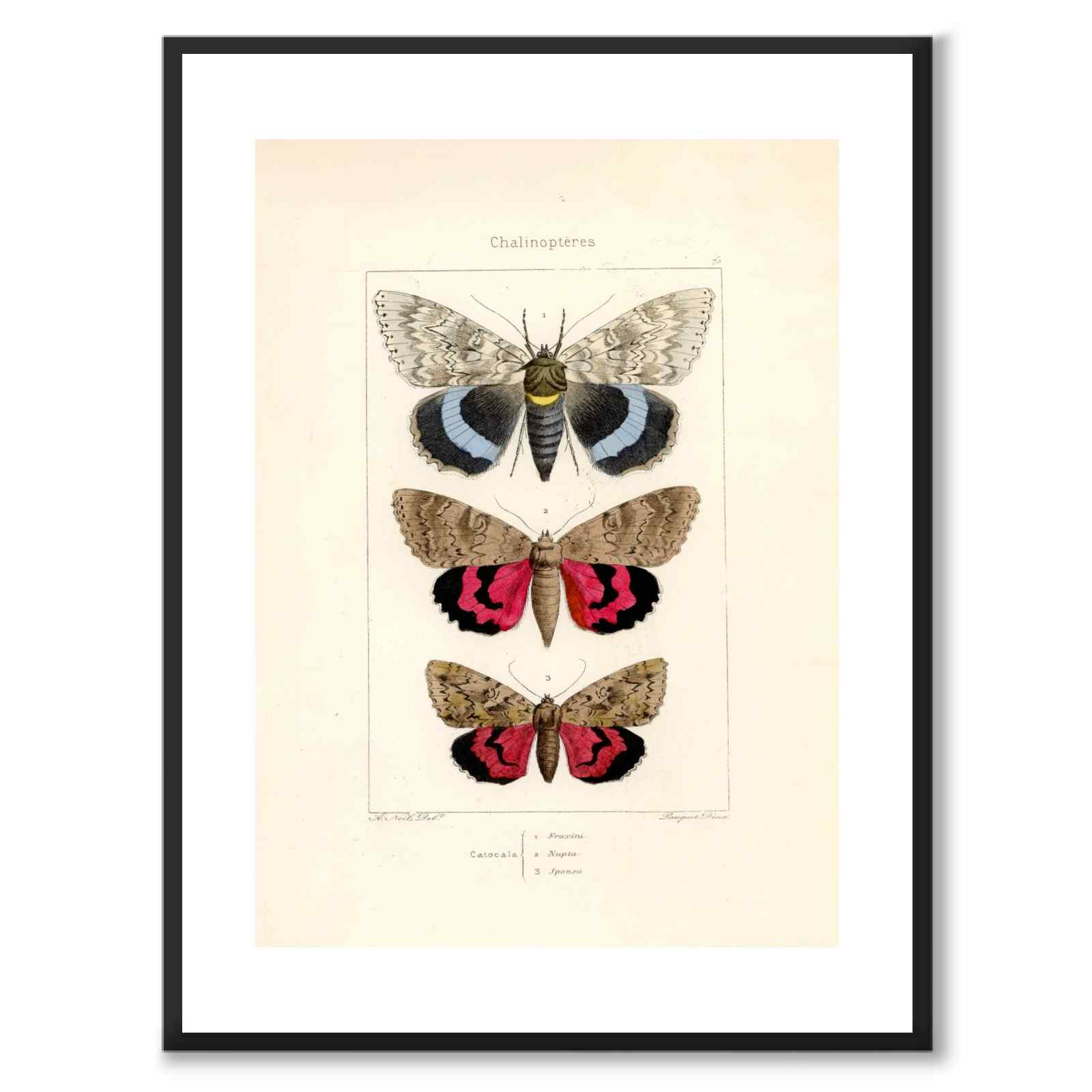 Papillons d'Europe