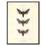 Papillons d'Europe