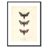 Papillons d'Europe