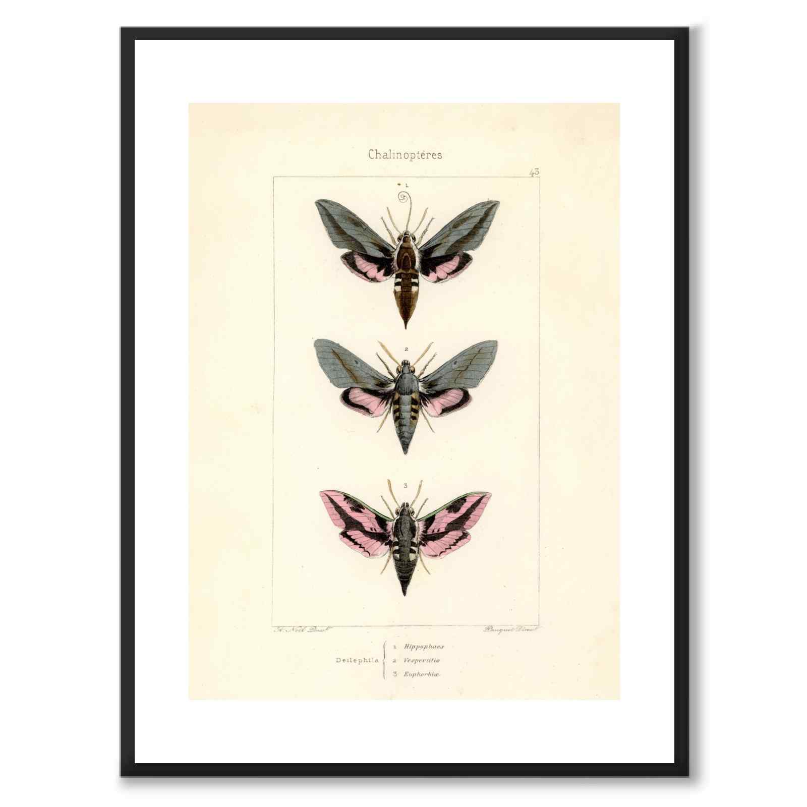 Papillons d'Europe