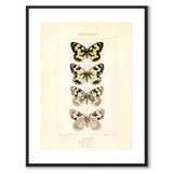 Papillons d'Europe