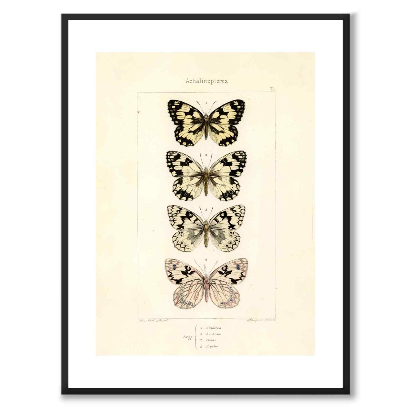 Papillons d'Europe