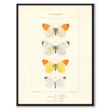Papillons d'Europe