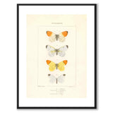 Papillons d'Europe