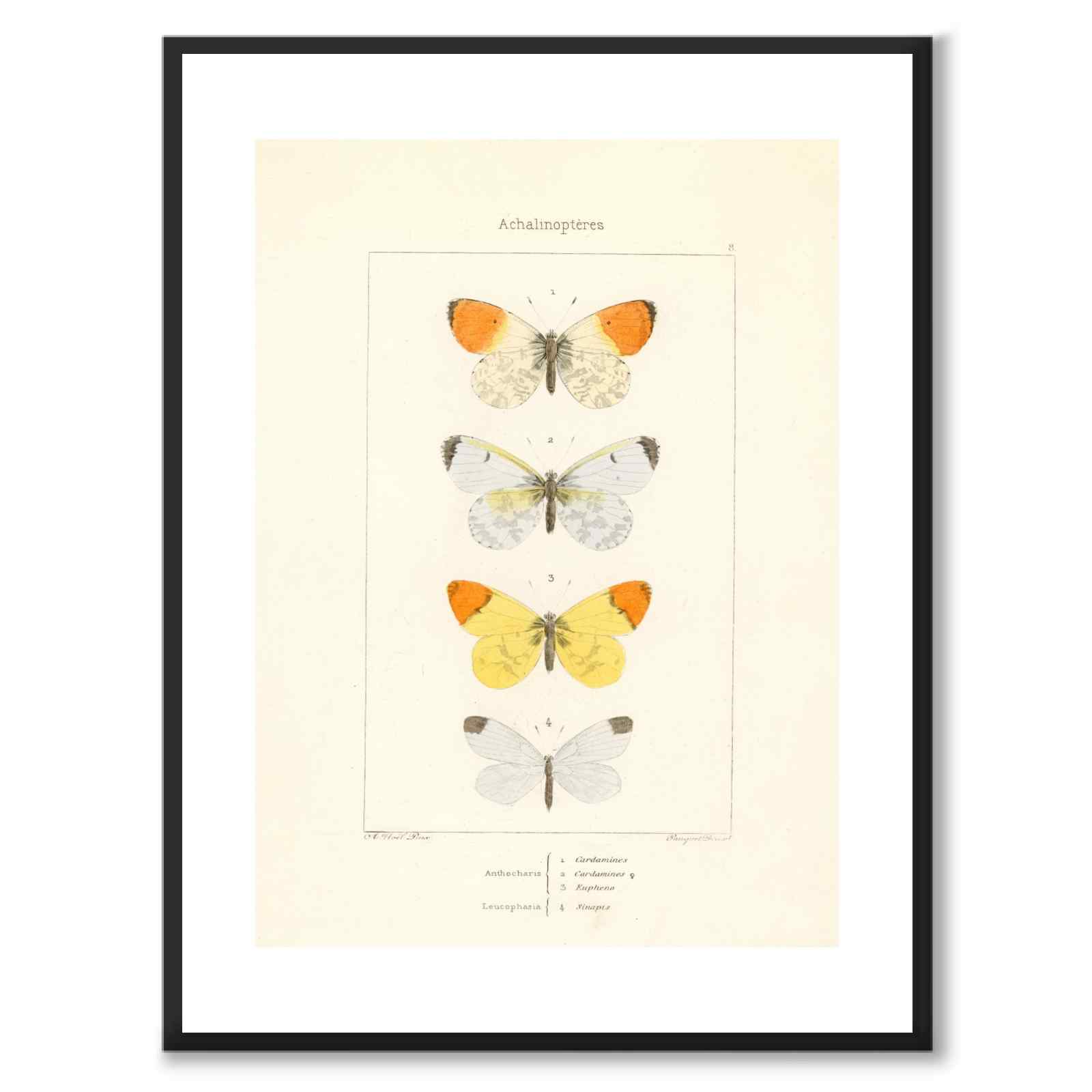 Papillons d'Europe