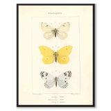 Papillons d'Europe