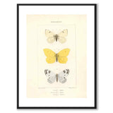 Papillons d'Europe