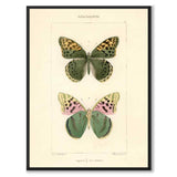 Papillons d'Europe
