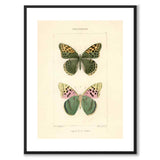 Papillons d'Europe
