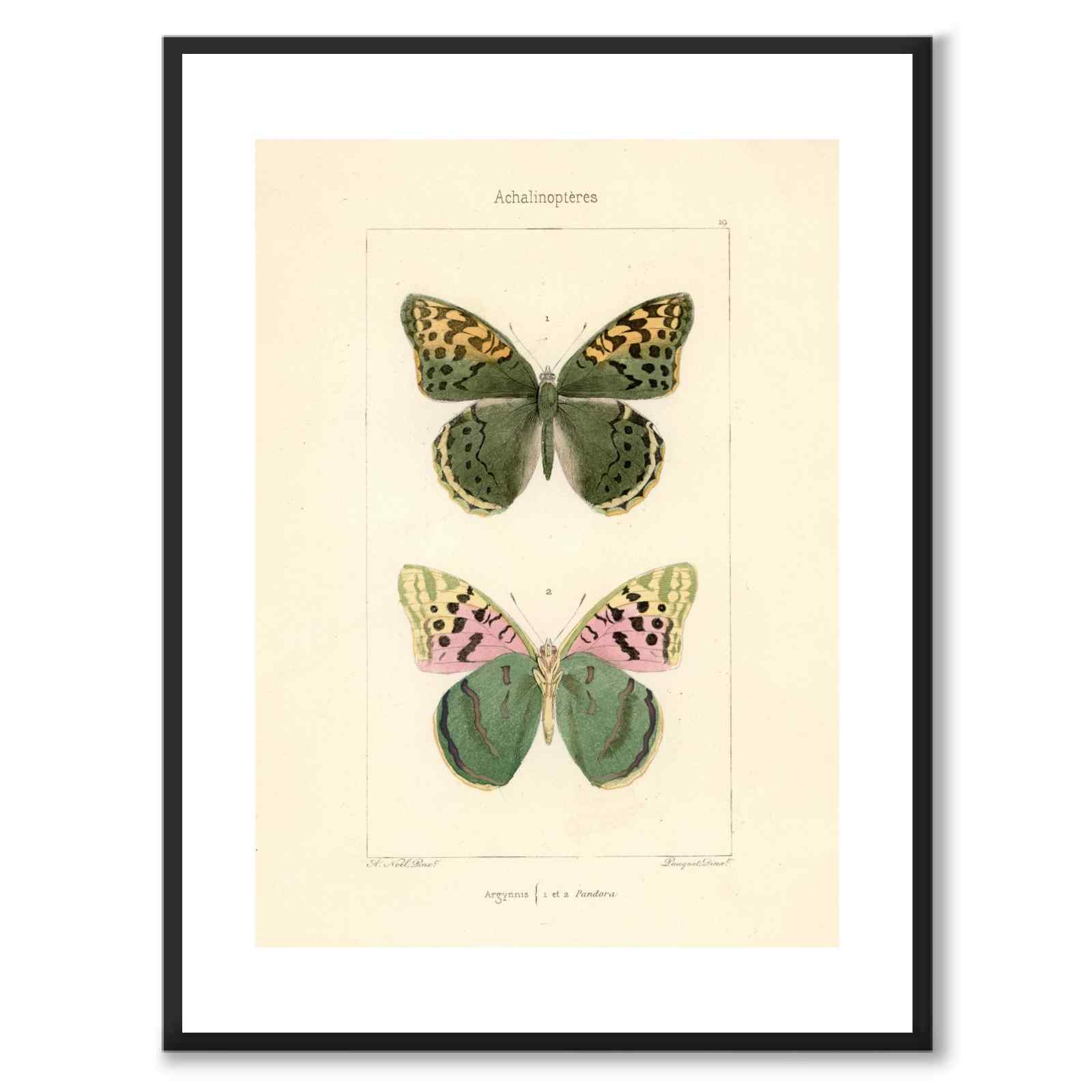 Papillons d'Europe