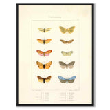 Papillons d'Europe