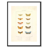 Papillons d'Europe
