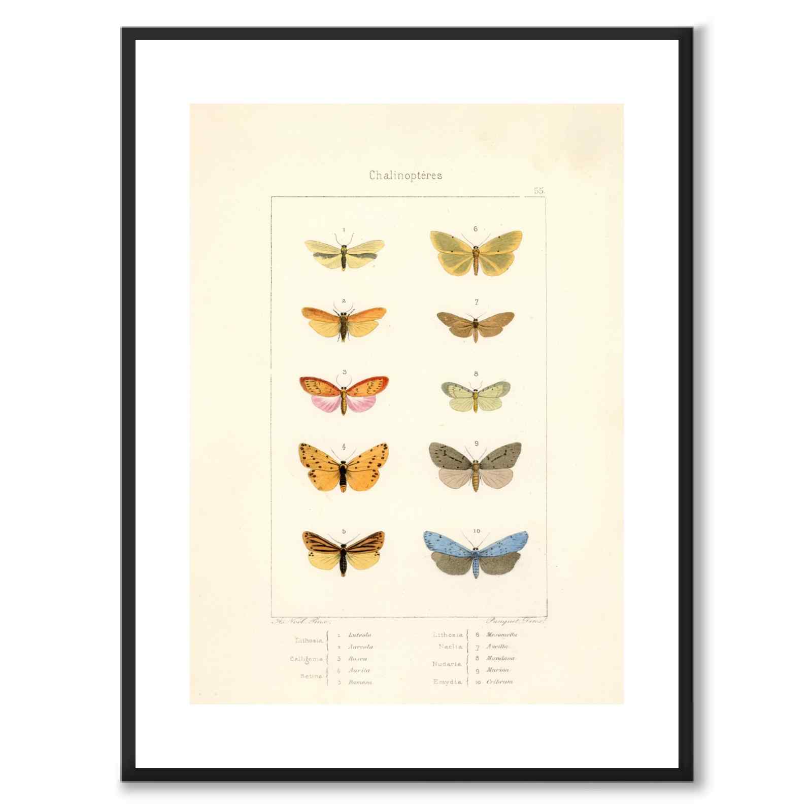 Papillons d'Europe
