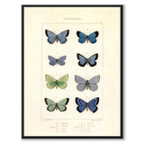 Papillons d'Europe