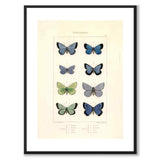 Papillons d'Europe
