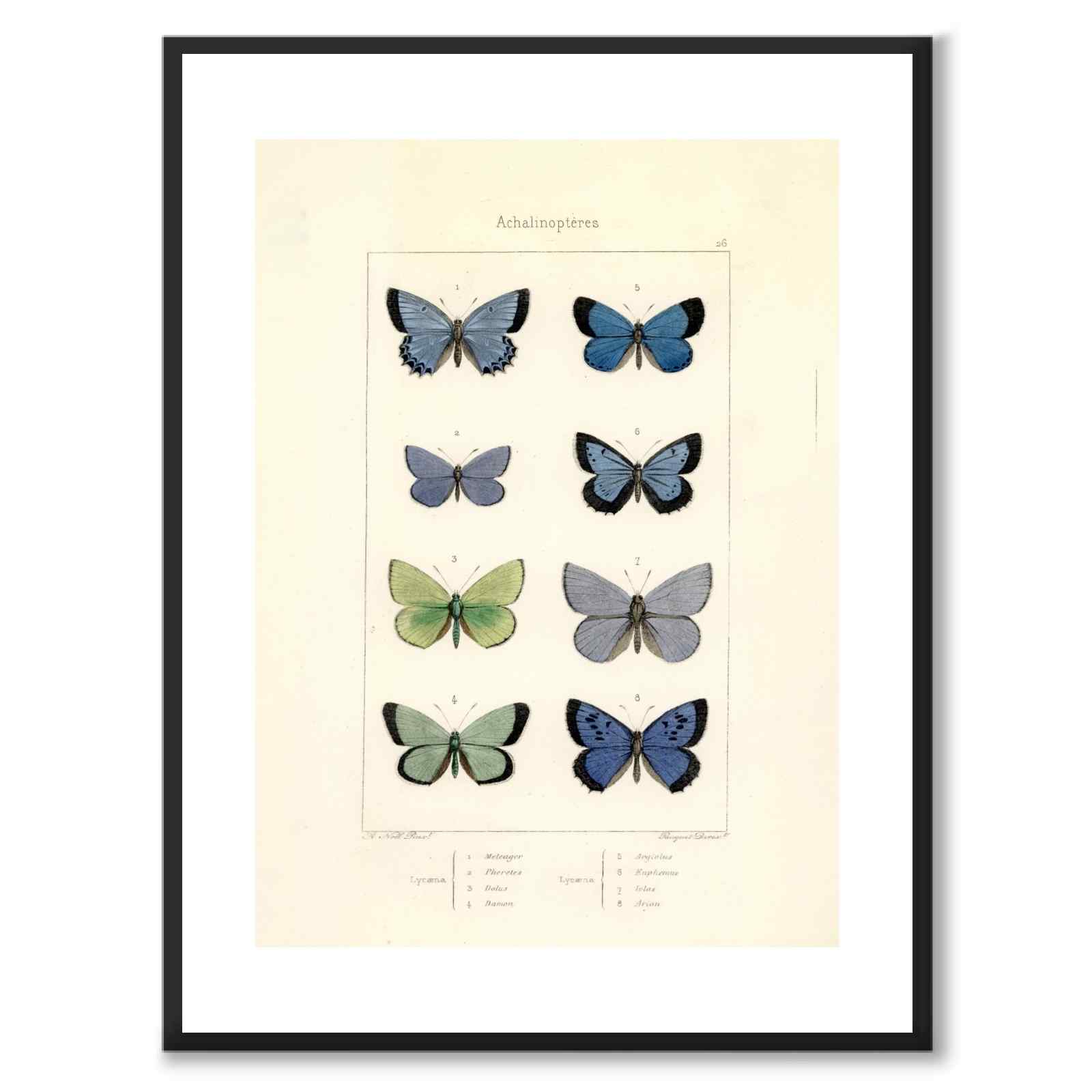 Papillons d'Europe