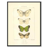 Papillons d'Europe