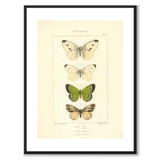 Papillons d'Europe