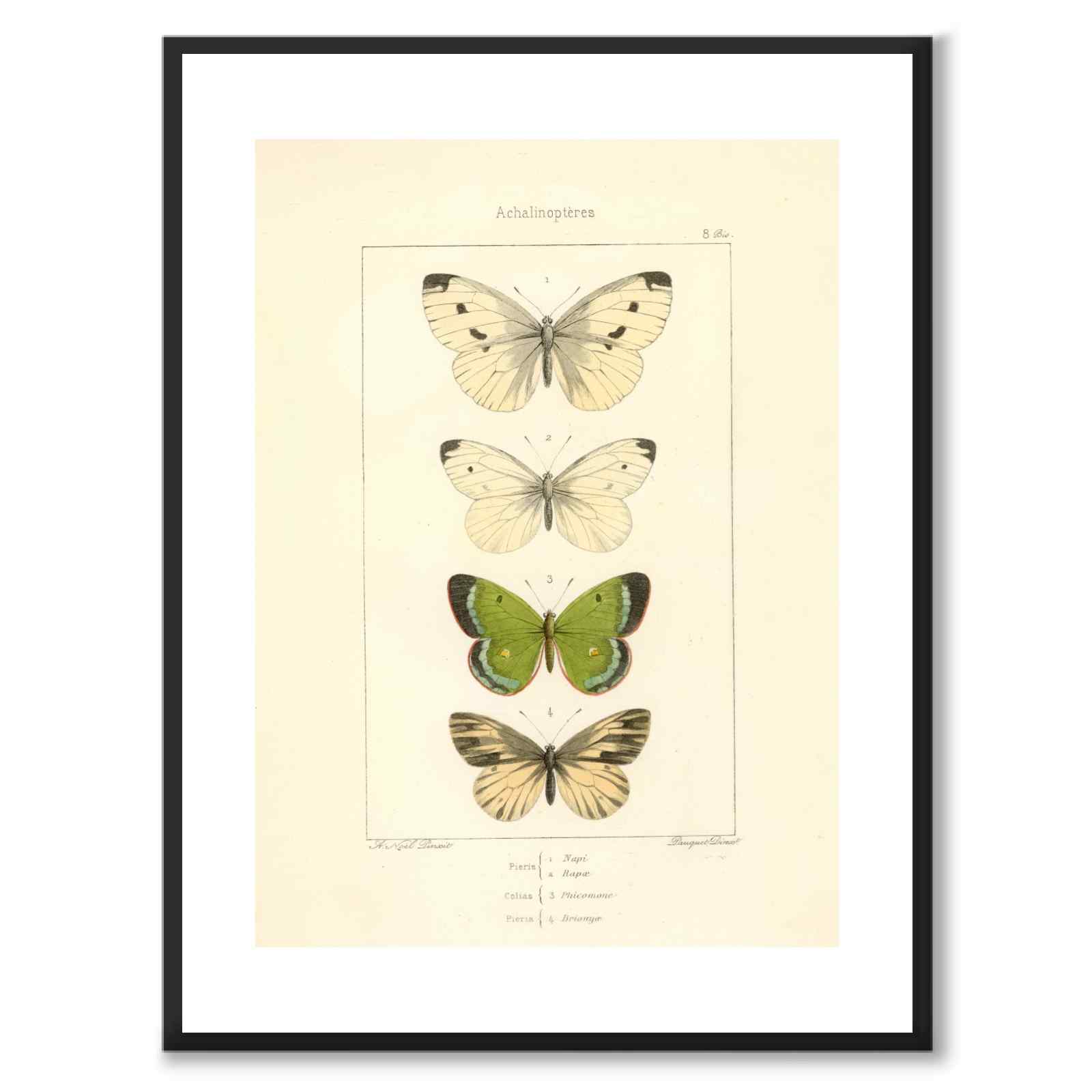 Papillons d'Europe