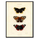 Papillons d'Europe